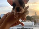 A Kali̇te French Bulldog