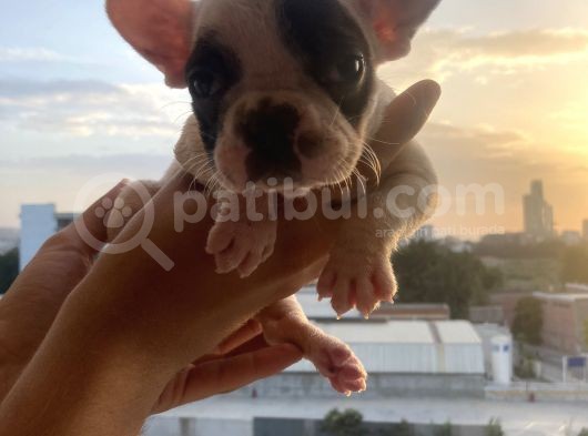 A Kali̇te French Bulldog görsel