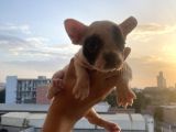 A Kali̇te French Bulldog