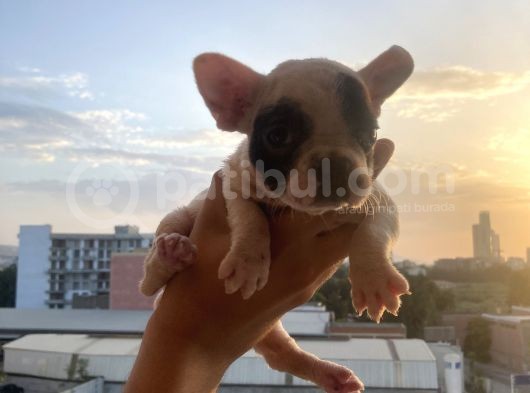 A Kali̇te French Bulldog görsel