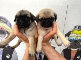 A Kalite Gül Kuyruk Pug Bebekler Yeni Ailelerini Bekliyorlar