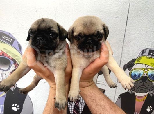 A Kalite Gül Kuyruk Pug Bebekler Yeni Ailelerini Bekliyorlar görsel