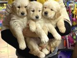 Golden Retriver