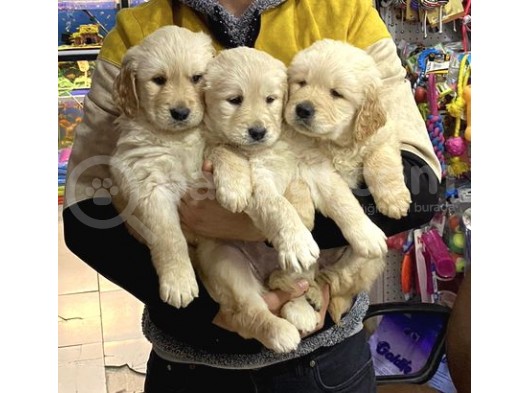 Golden Retriver görsel