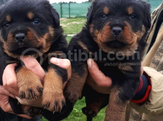 Rottweiler Yavrular