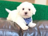 Anne AltIndan Maltese Terrier