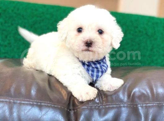 Anne Altindan Maltese Terrier