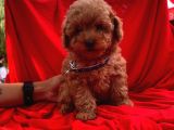 Toy Poodle
