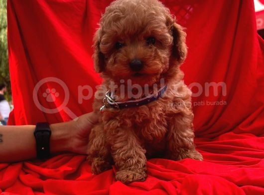 Toy Poodle