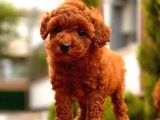 Toy Poodle Yavrular 