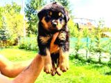 Rottweiler Yavrular