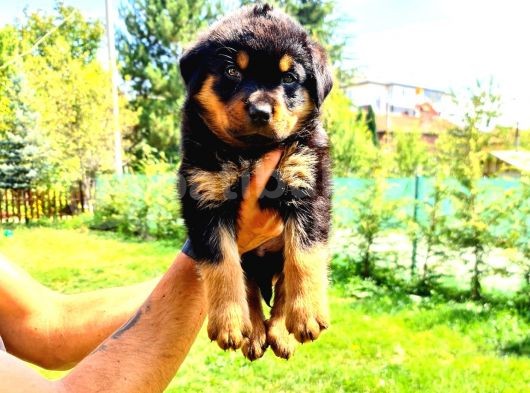 Rottweiler Yavrular görsel