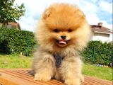 Safkan Teddy Bear Yavrularımız