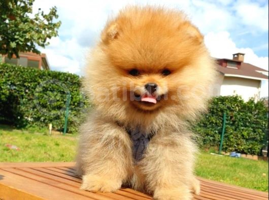 Safkan Teddy Bear Yavrularımız