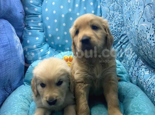 Golden Retriver görsel