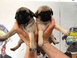 A Kalite Gül Kuyruk Pug Bebekler Yeni Ailelerini Bekliyorlar