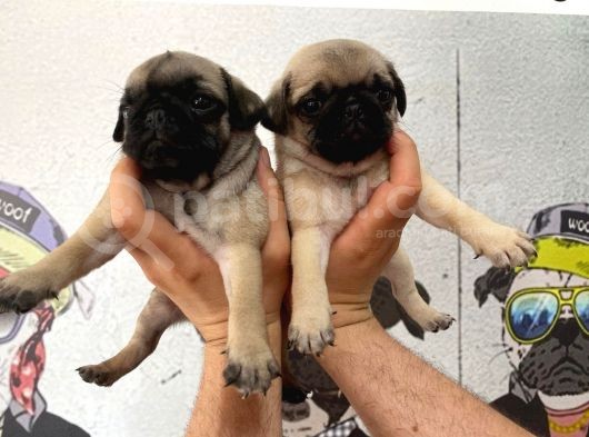 A Kalite Gül Kuyruk Pug Bebekler Yeni Ailelerini Bekliyorlar görsel