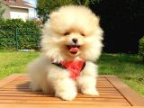 Safkan Teddy Bear Yavrularımız
