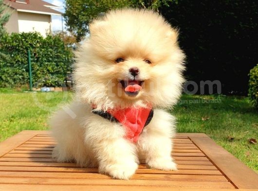 Safkan Teddy Bear Yavrularımız görsel