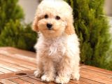 Toy Poodle Yavrular 