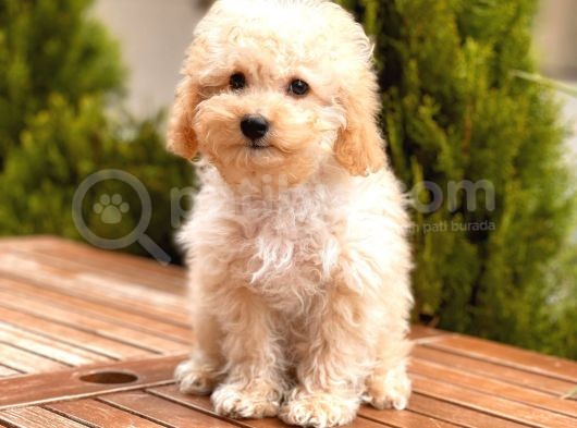 Toy Poodle Yavrular  görsel