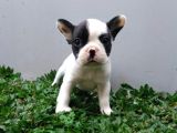 Renk Renk French Bulldog Yavruları