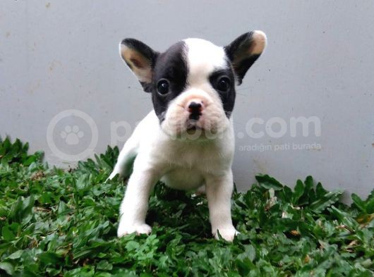 Renk Renk French Bulldog Yavruları görsel