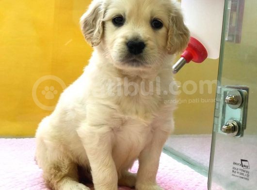 Golden Retri̇ever Yavruları görsel