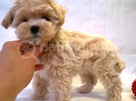 Sağlık Garantili 1.Sınıf Maltipoo Yavrularımız