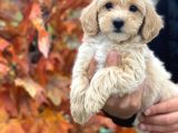 Sağlık Garantili 1.Sınıf Maltipoo Yavrularımız