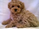 Süper Kali̇te Maltipoo Bebek