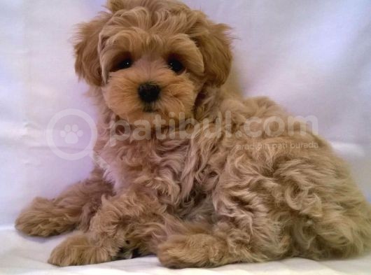 Süper Kali̇te Maltipoo Bebek