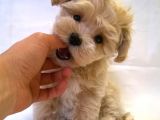 Süper Kali̇te Maltipoo Bebek