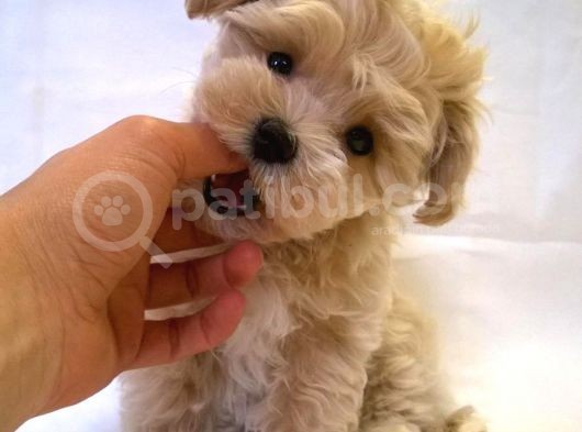 Süper Kali̇te Maltipoo Bebek görsel