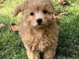 Irk Garanti̇li̇ Malti̇poo Yavrularimızz