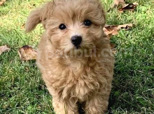 Irk Garanti̇li̇ Malti̇poo Yavrularimızz görsel
