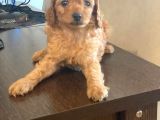 Toy Poodle Pasaportlu Garantili Yavrularımız