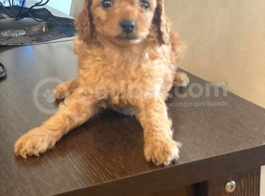 Toy Poodle Pasaportlu Garantili Yavrularımız görsel