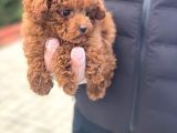 Toy Poodle Pasaportlu Garantili Yavrularımız
