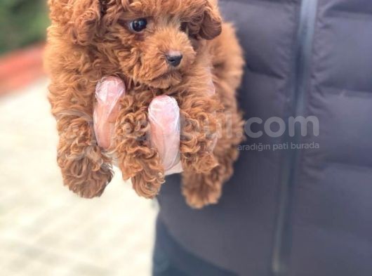 Toy Poodle Pasaportlu Garantili Yavrularımız