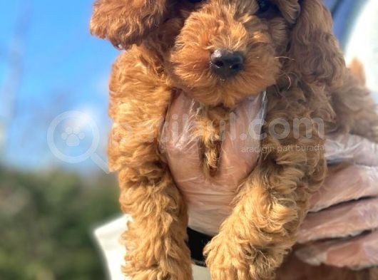 A Kali̇te Poodle Yavrularımız görsel