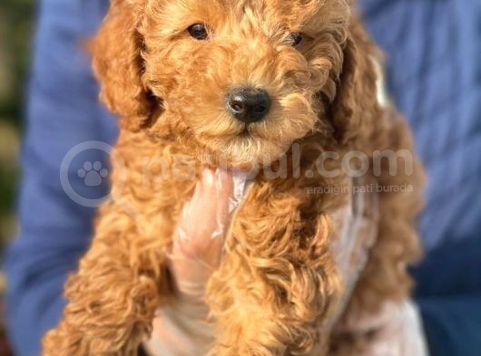 A Kali̇te Poodle Yavrularımız