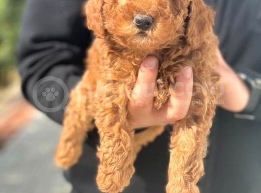 Süper Kalite Poodle Yavrularımız