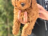 Toy Poodle Bebeklerimiz