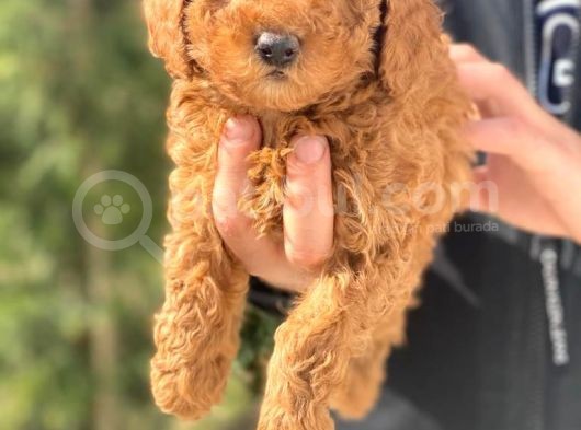 Toy Poodle Bebeklerimiz görsel