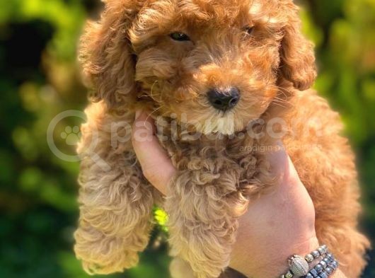 Toy Poodle Bebeklerimiz