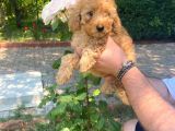 Irk Garantili Pasaportlu Poodle Yavrularımız