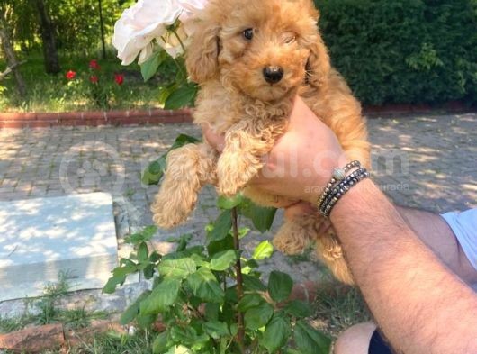 Irk Garantili Pasaportlu Poodle Yavrularımız