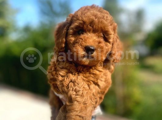 Irk Garantili Pasaportlu Poodle Yavrularımız