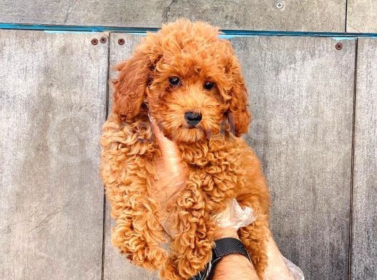 Sağlik Garanti̇li̇ 1.Sinif Poodle Bebekleri̇miz